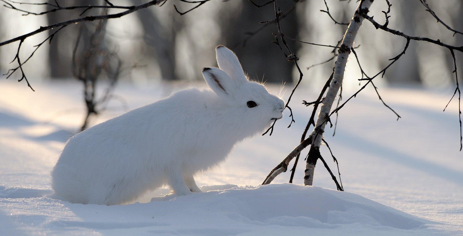 Животное